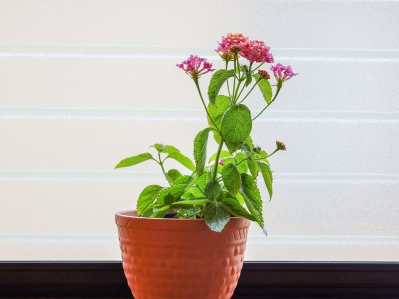 Consider Bringing Container Plants Indoors Before Frost
