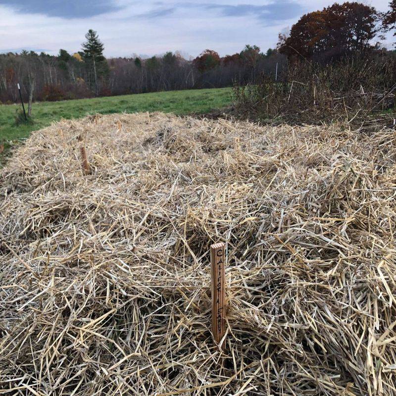 Wait for the soil to freeze before adding mulch