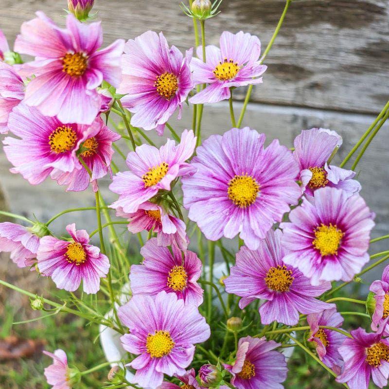Cosmos