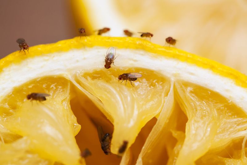 The Vinegar Trap Targets Tiny Fruit Flies