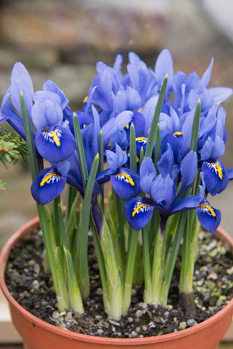 Dwarf Iris