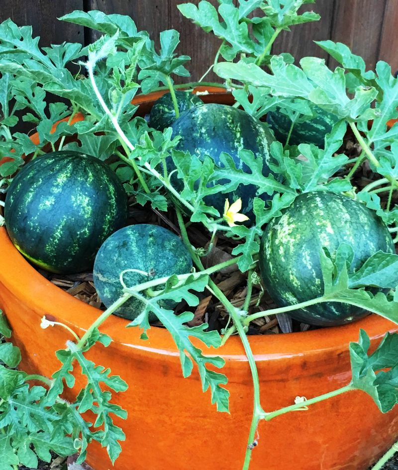 Mini varieties can increase fruit count without increasing total weight