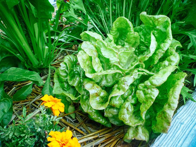 Select Suitable Cultivars and Cooler Ways to Start Seed