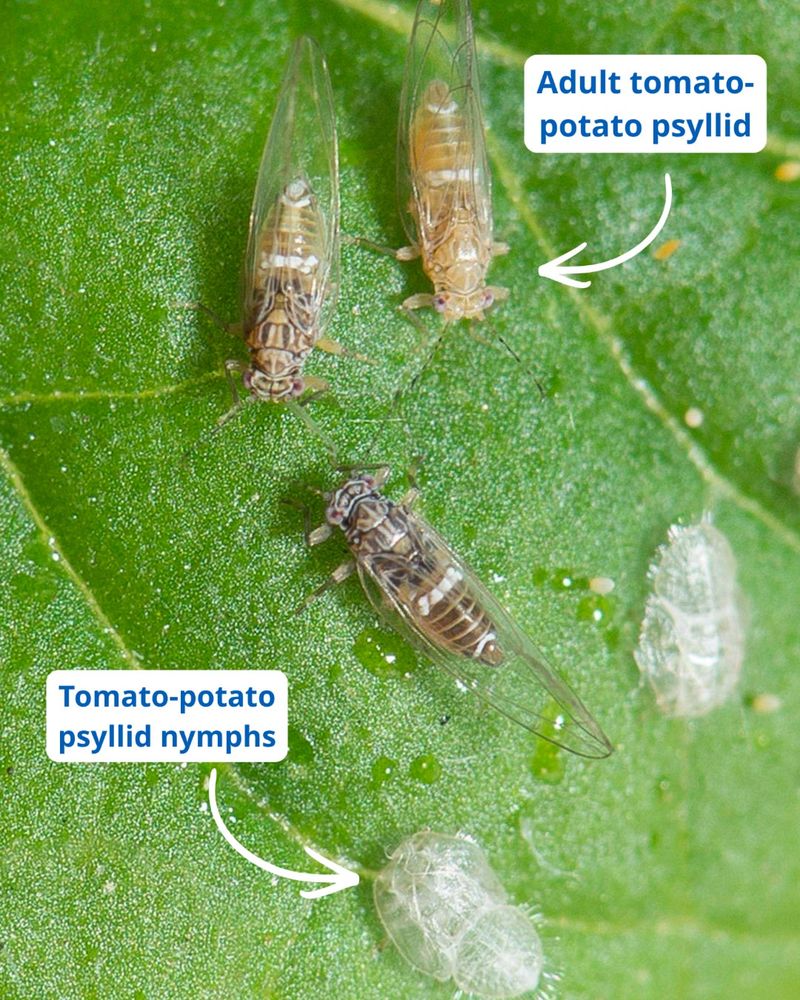 Psyllids and Their Toxic Saliva