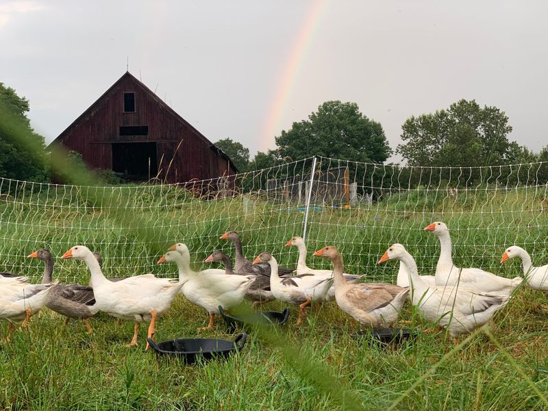 A Welcome Forage for Backyard Animals