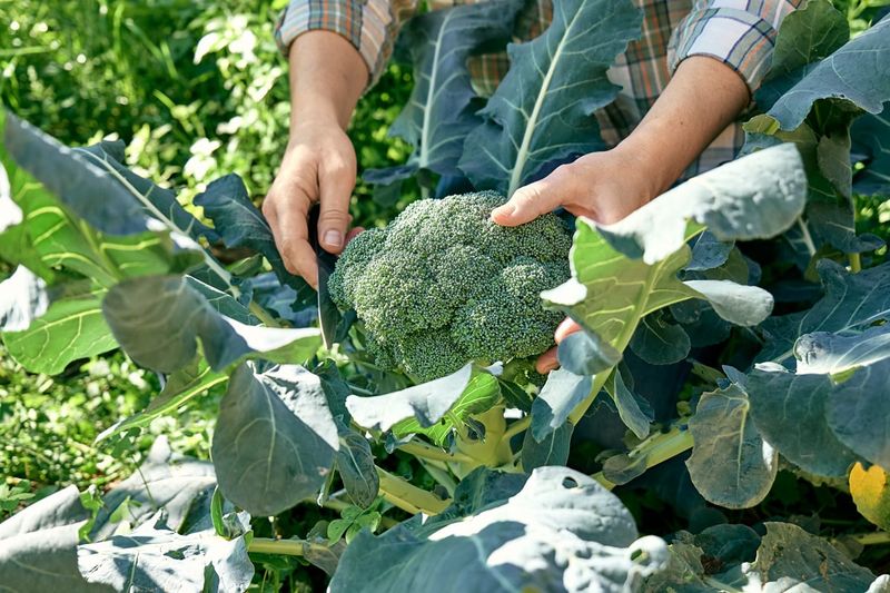 Broccoli