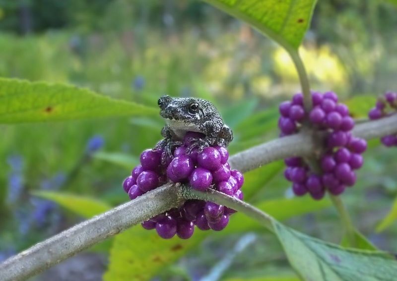 Supports a Range of Backyard Wildlife