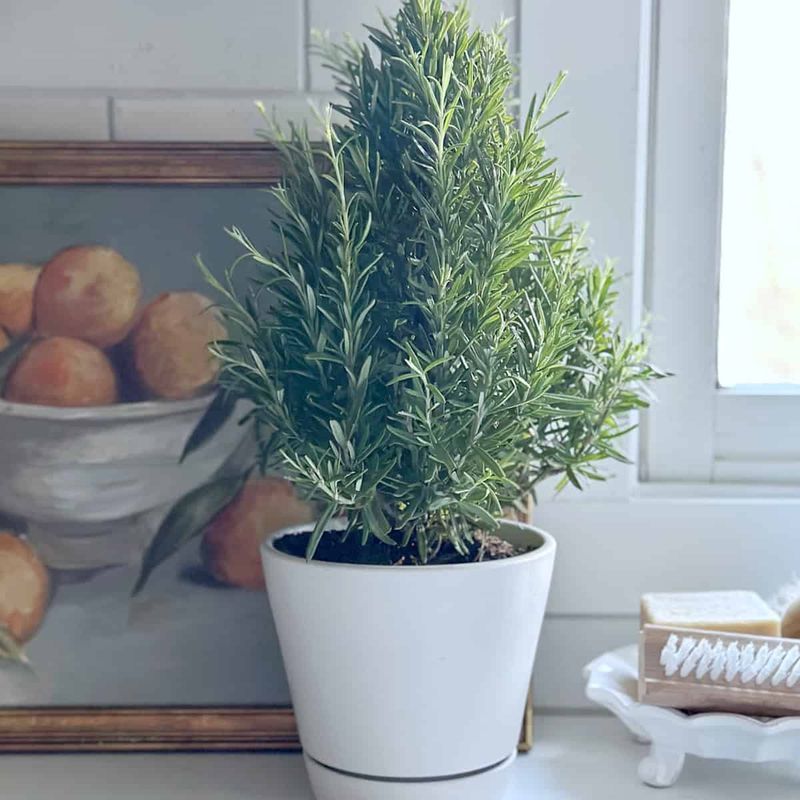 Give indoor rosemary light and careful watering