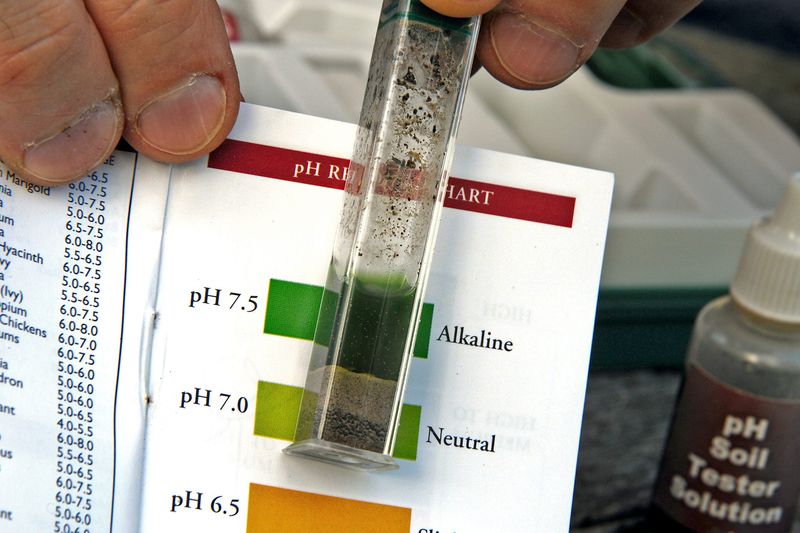 Test Your Soil pH Instead Of Guessing