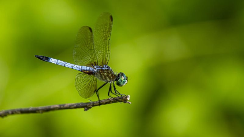 The pond patrol is an interception, not a chase