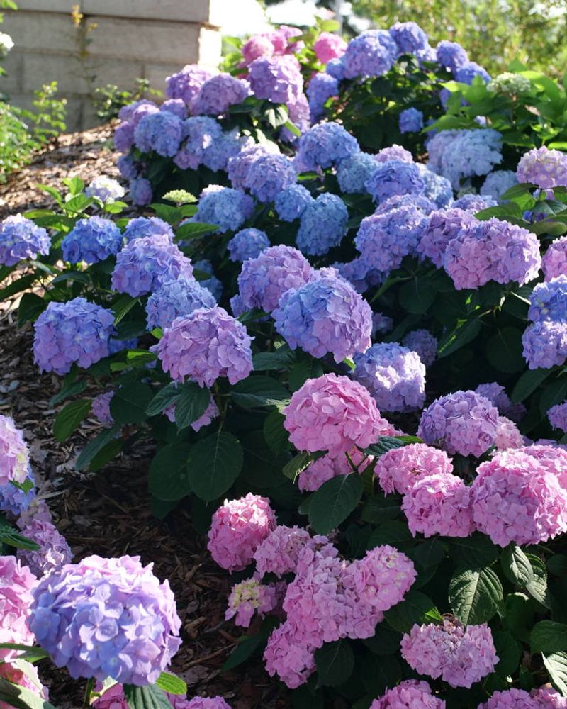 Start with the hydrangea that can actually change color