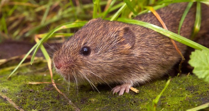 Voles are a winter concern, but damage is not inevitable