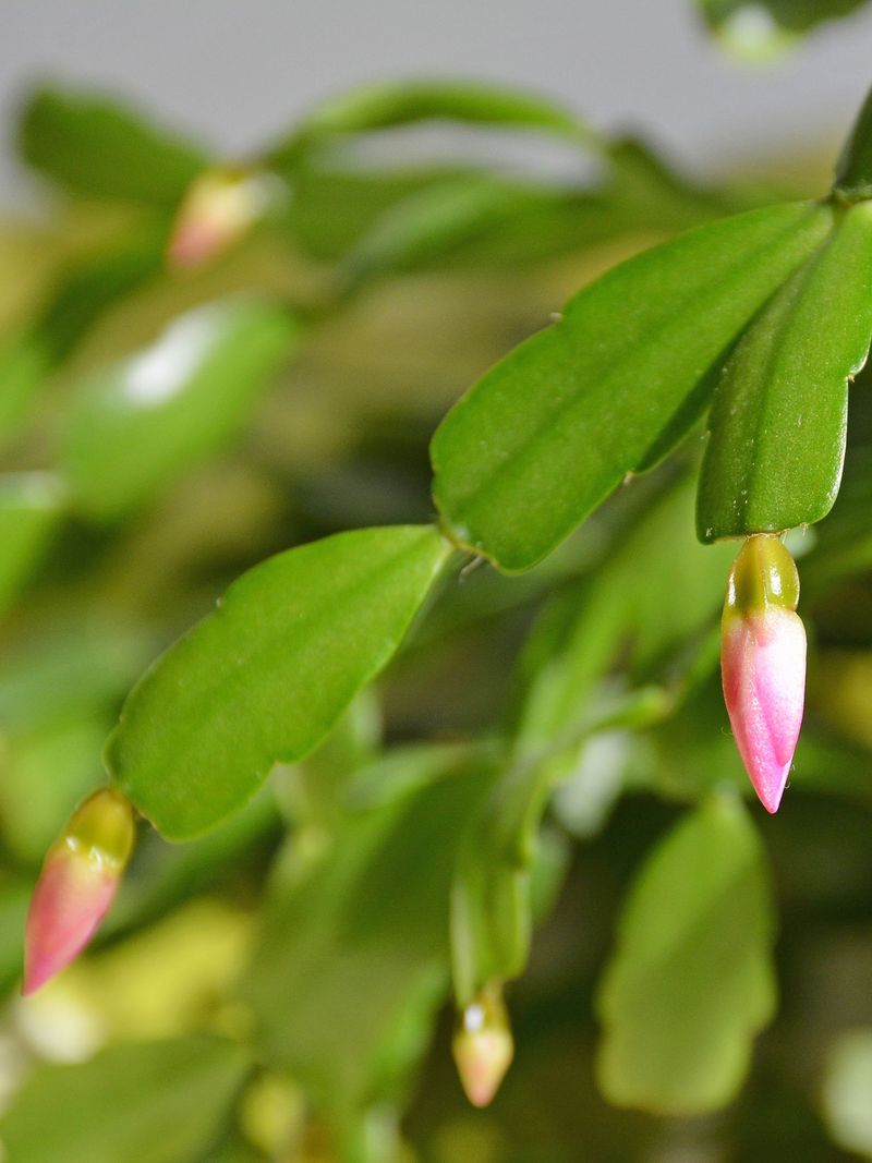 October Is a Useful Window, Not a Bloom Deadline