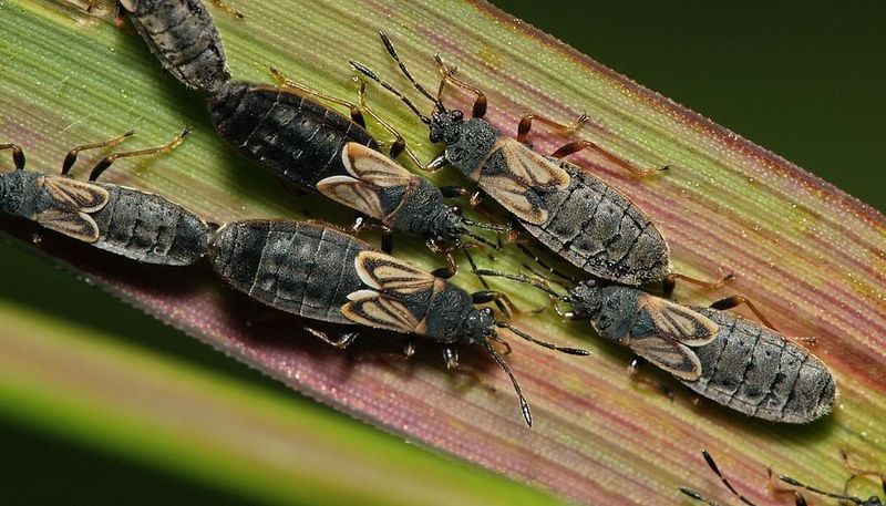 Inspect roots and blades for clues to insect damage