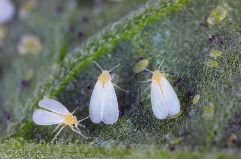 White moth-like insects may be whiteflies, not fungus gnats