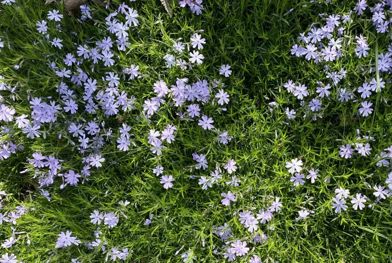 Weigh its pollinator appeal against its non-native status