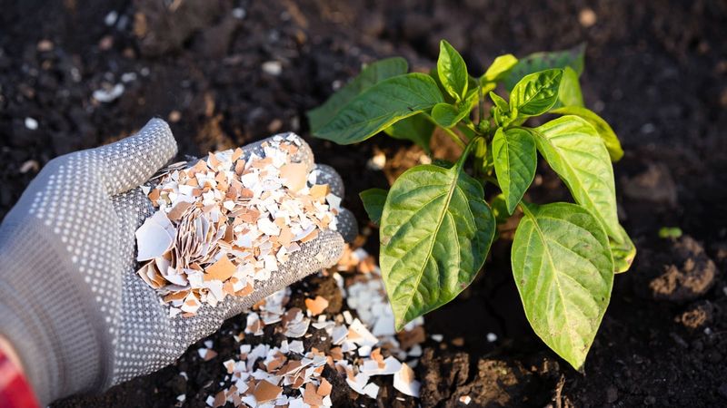 Useless: Burying Crushed Eggshells for Instant Calcium