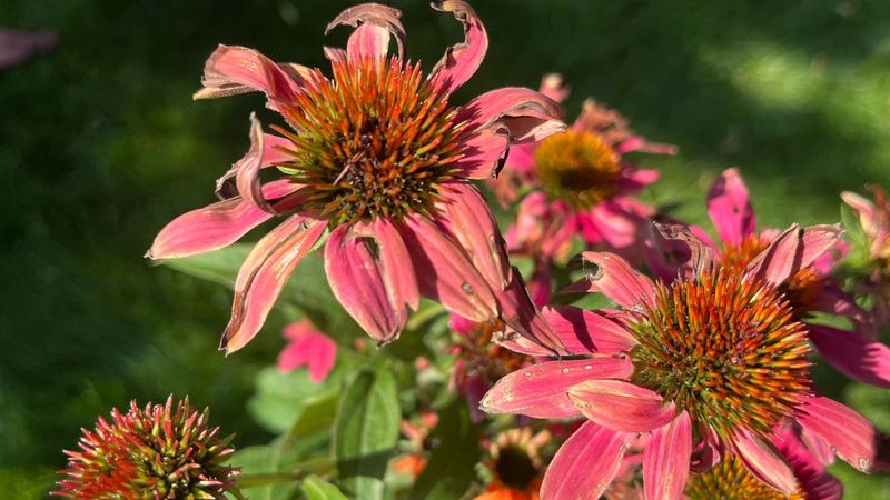 Read the Leaves for Early Heat Signals
