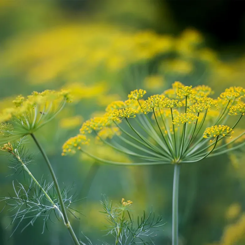 Dill
