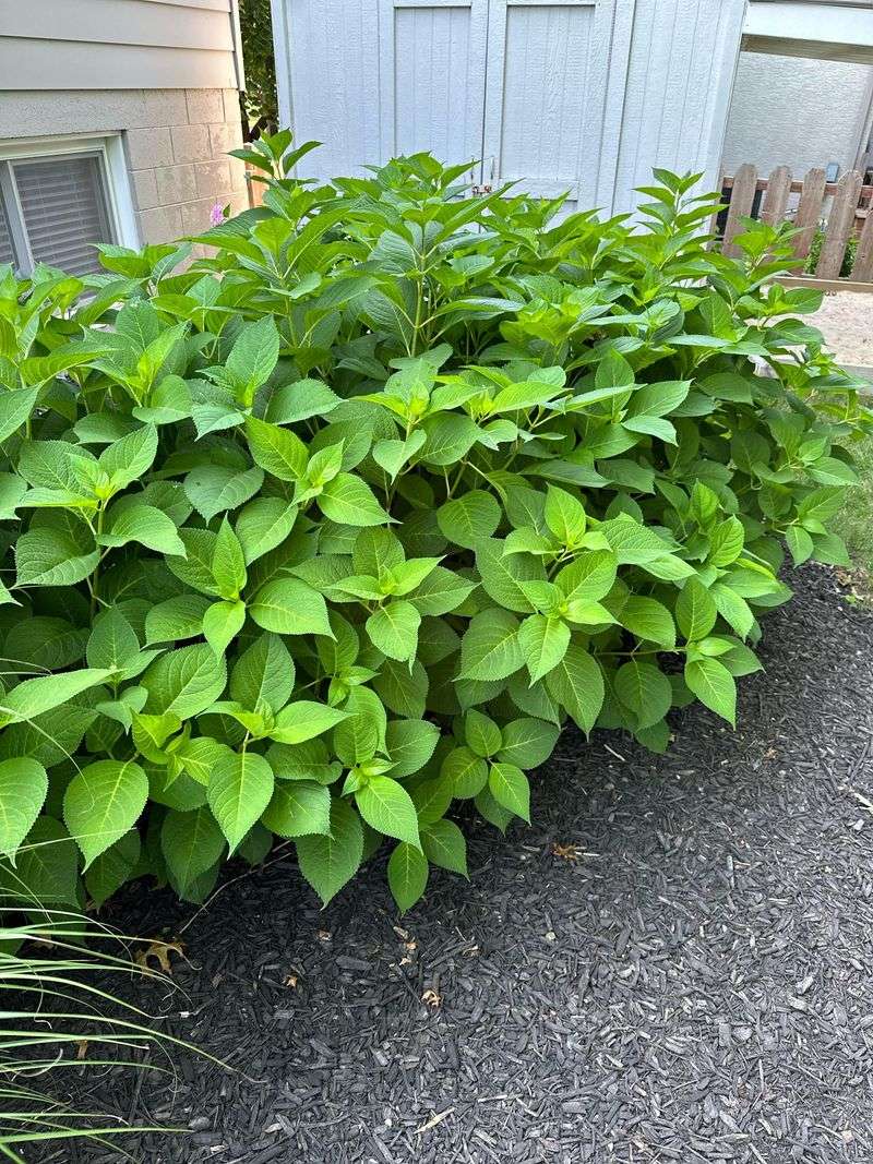 A leafy hydrangea may have lost its flower buds, not its health