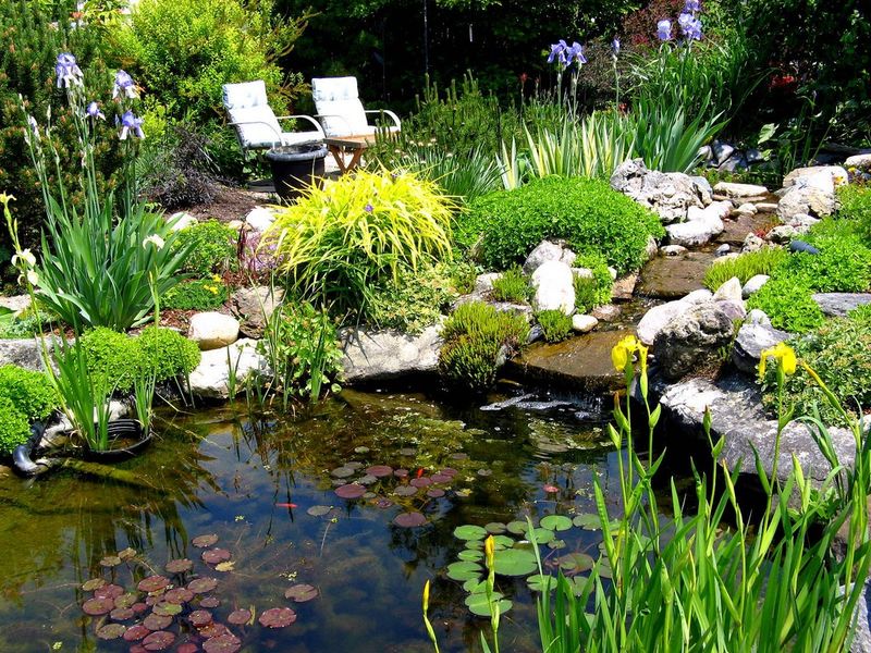 A wildlife pond requires more than a wet spot