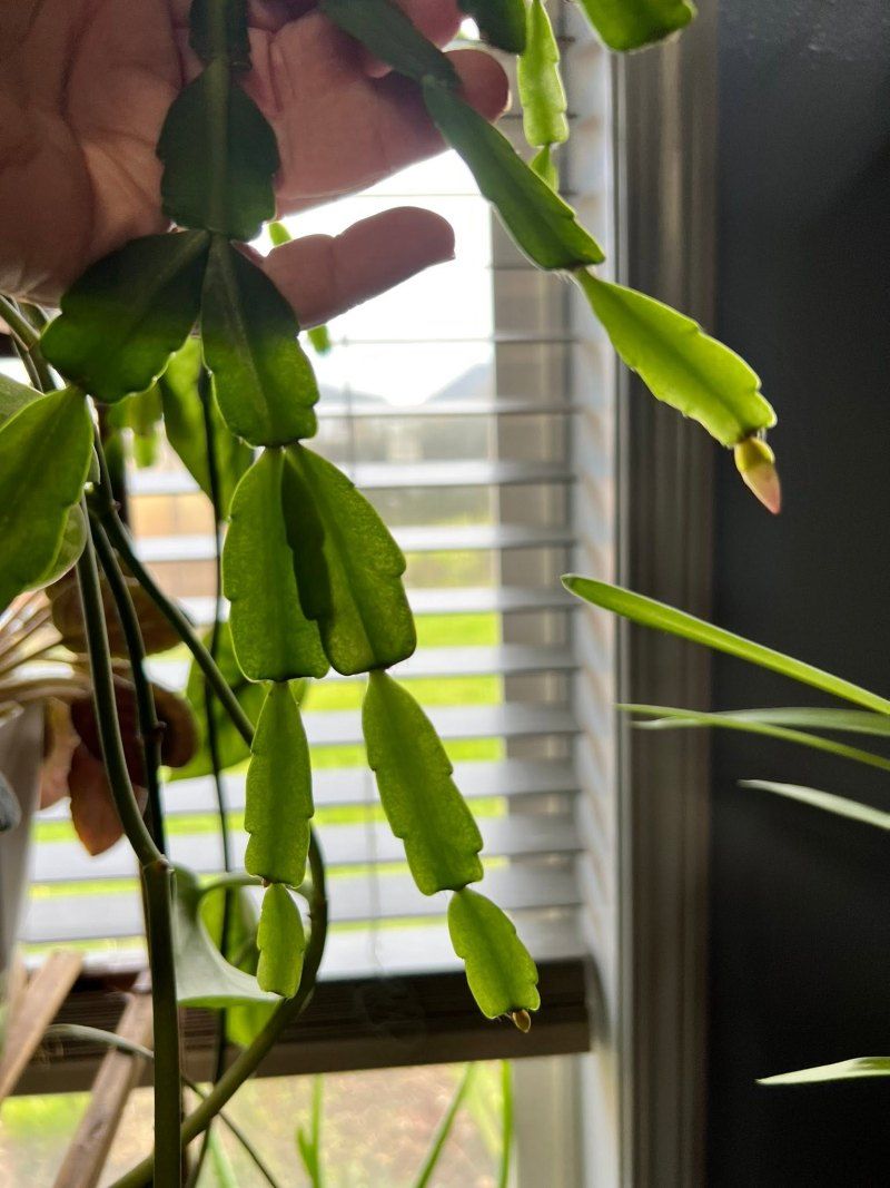 Pale stems do not decide whether it will bloom
