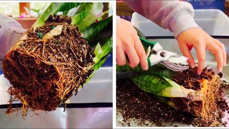 A well-rooted pup can become a free new plant