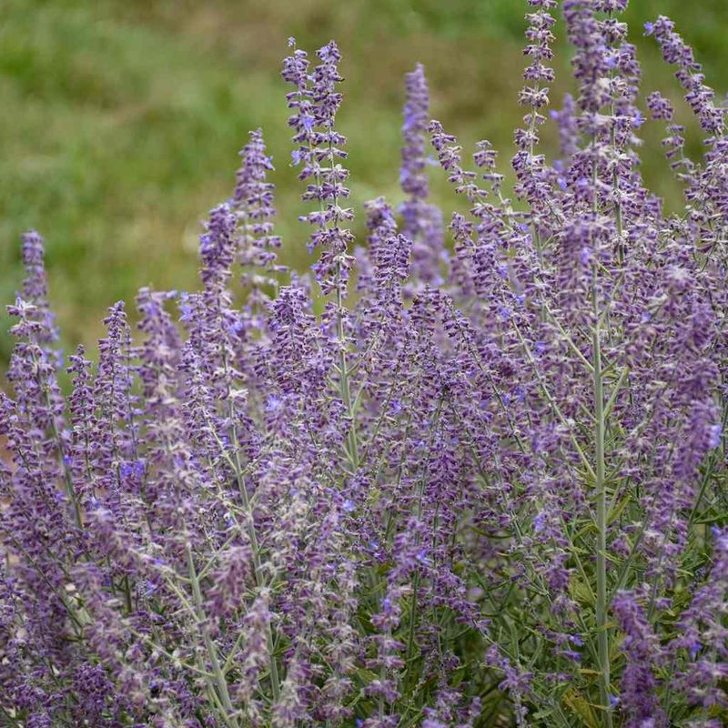 Russian Sage