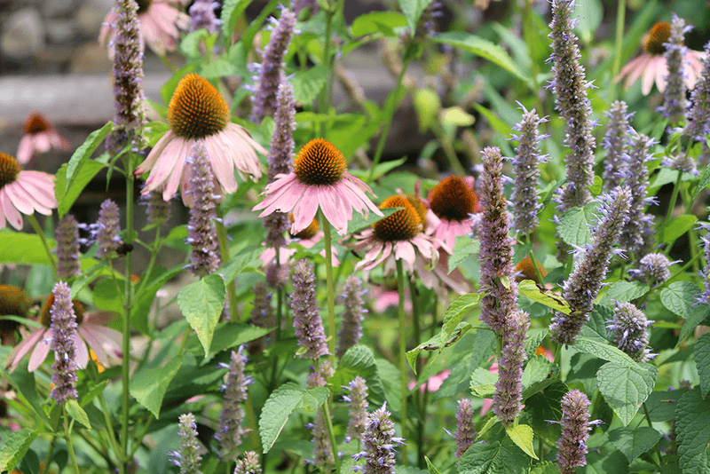 Among Aggressive Groundcovers