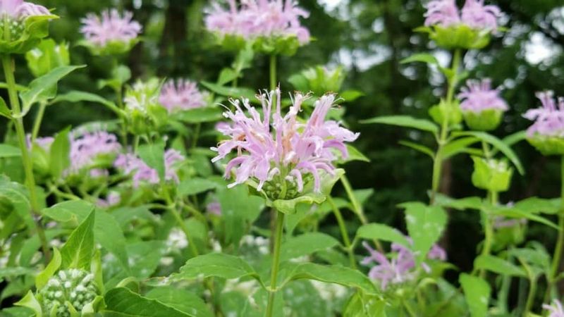Wild Bergamot
