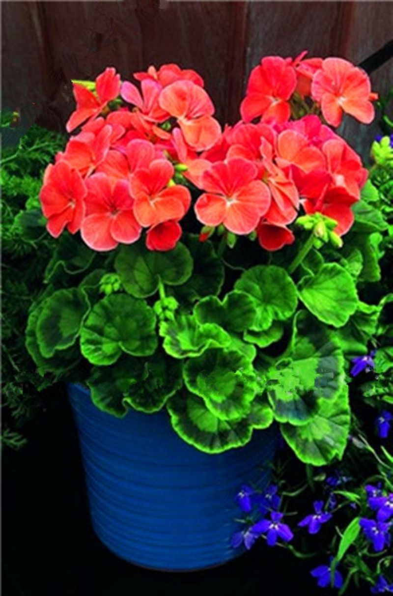 Choose Compact and Dwarf Varieties
