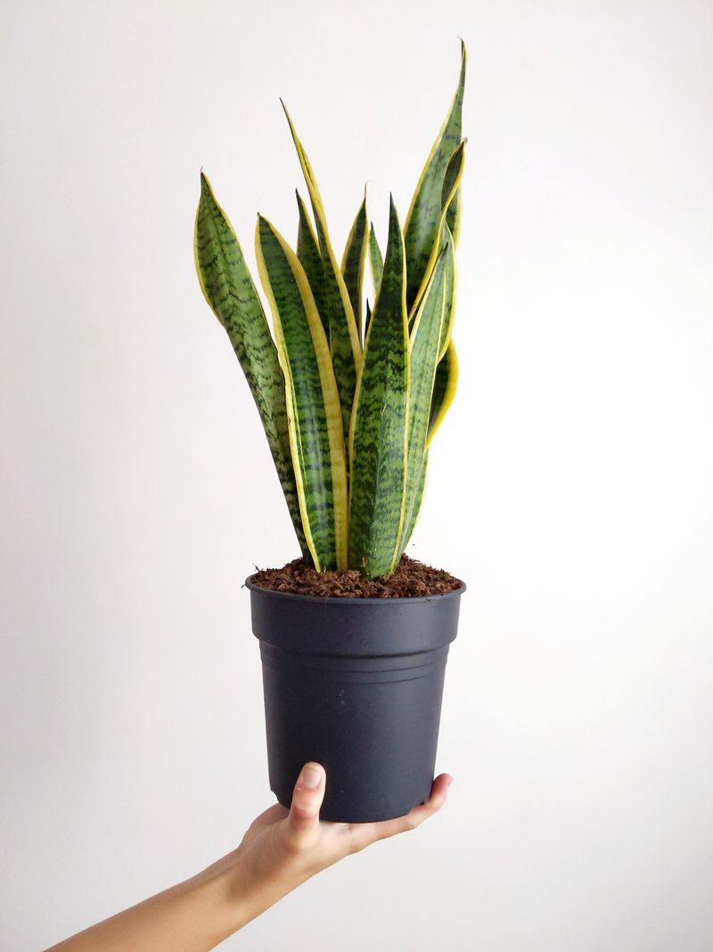 A flower spike alone is not a reason to repot