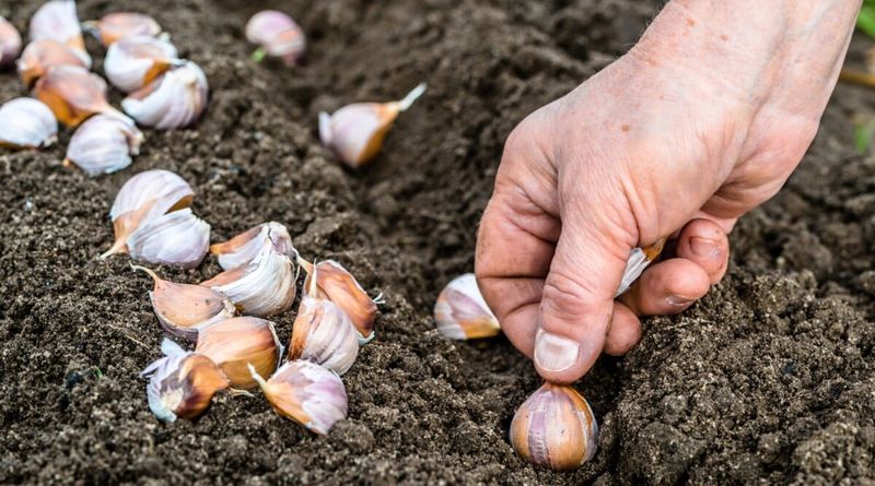 Choose the Planting Window for Your Region