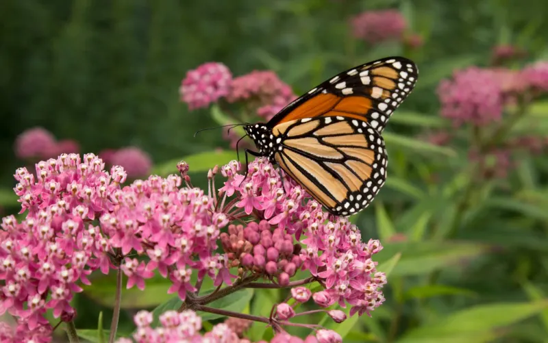Swamp Milkweed Is a Conditional Best Fit