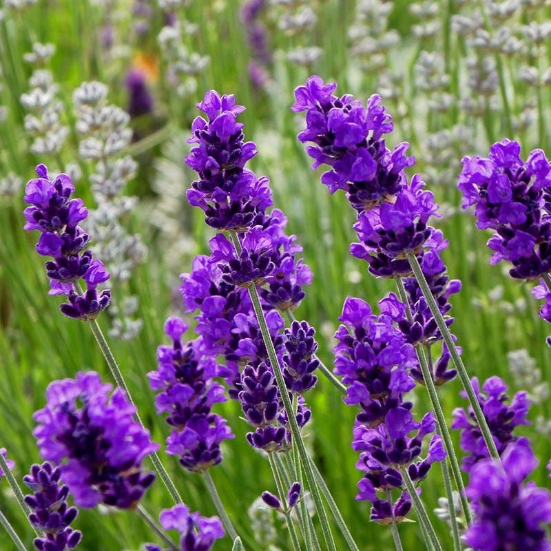 Lavender (Lavandula spp.)