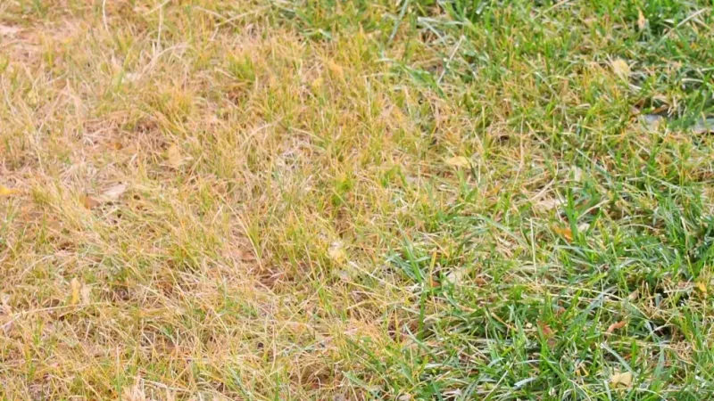 Brown turf may be dormant, drought-stressed, or diseased