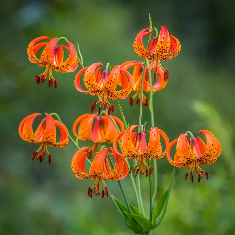 Turk's Cap Lily (Lilium superbum)