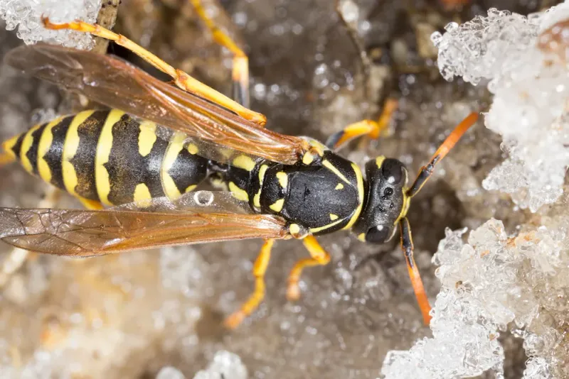 Overwintering Wasp Queens