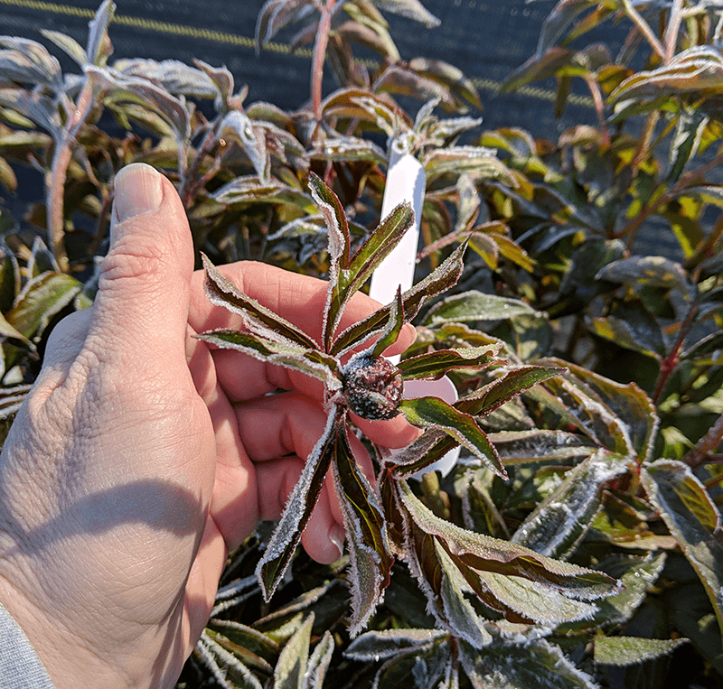 Protect Against Late Spring Frosts