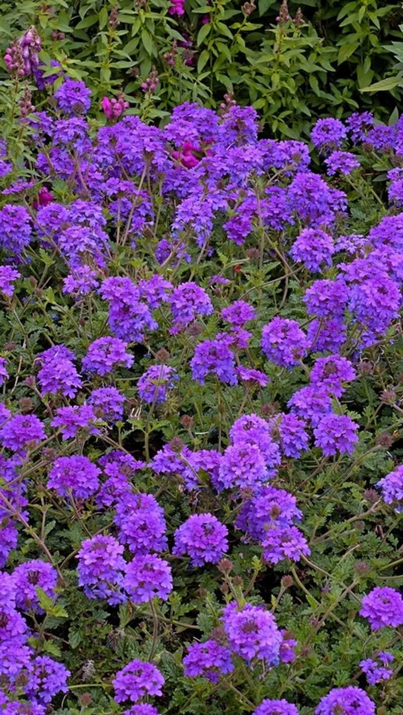 Verbena