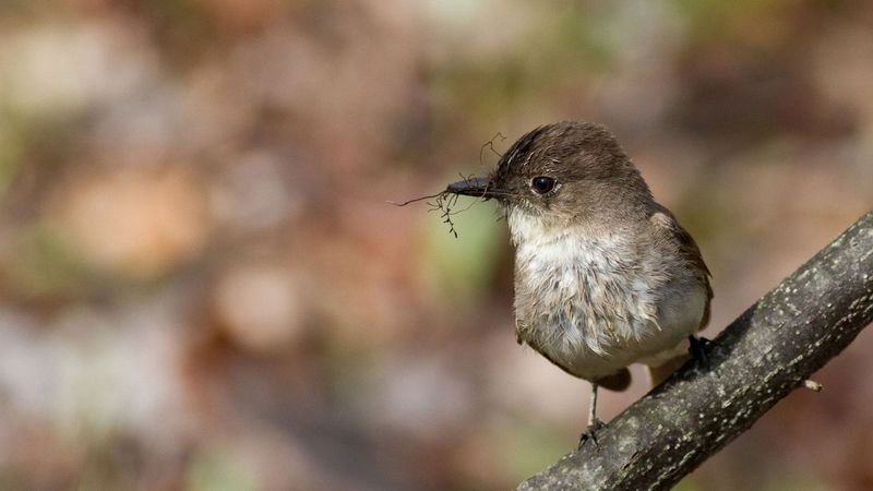 A winter phoebe may use a North Carolina yard