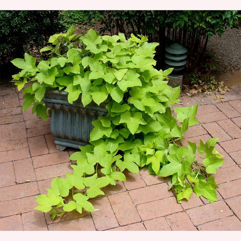 Sweet Potato Vine