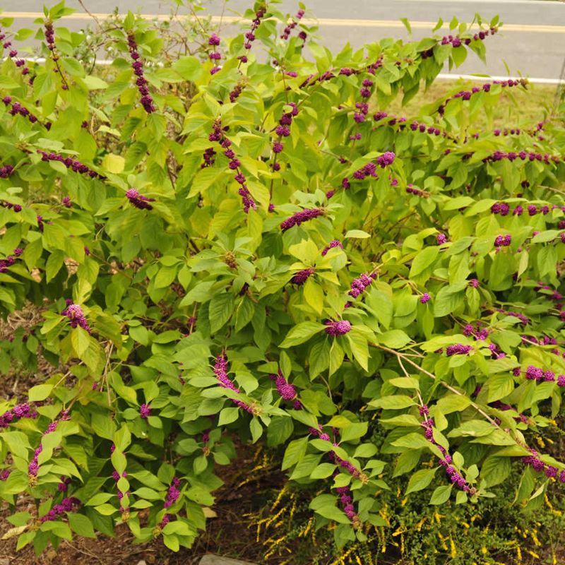 Plant a small group for a fuller wildlife feature