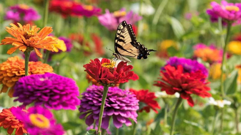 Zinnias