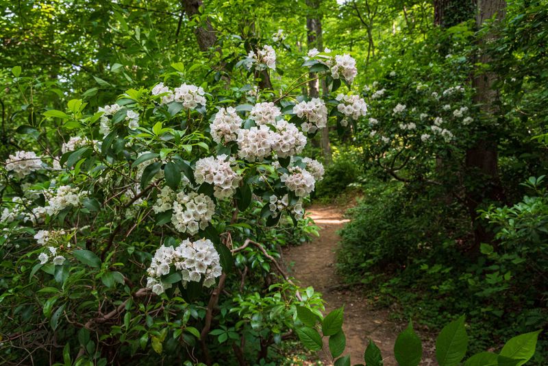 Mountain Laurel (Kalmia latifolia)