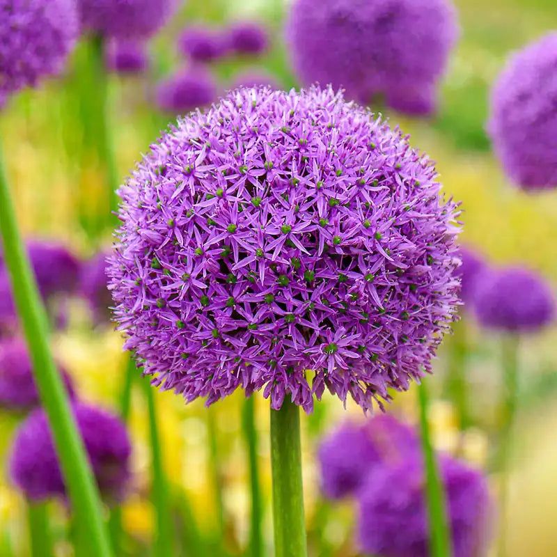 Alliums
