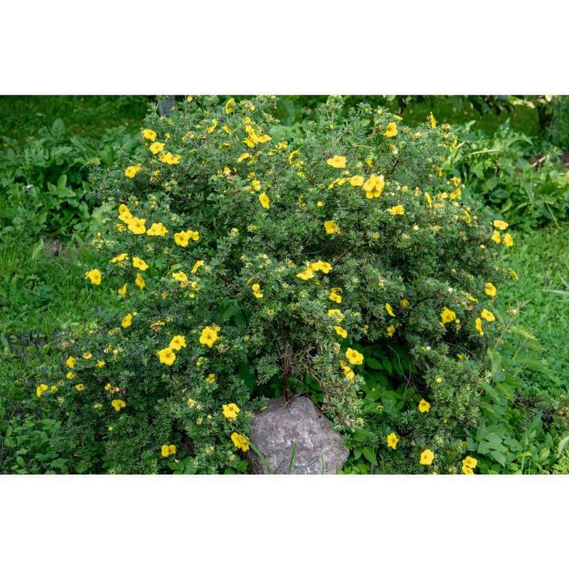 Potentilla