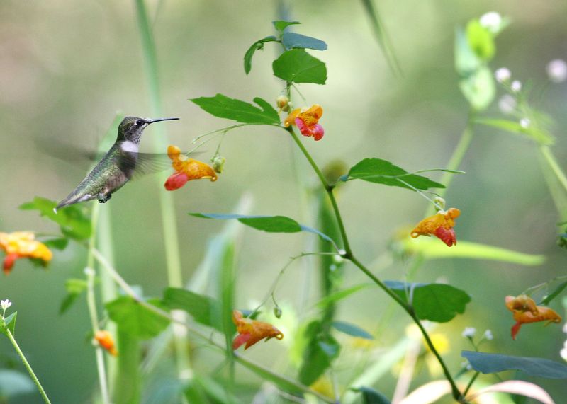 A useful yard offers more than a feeder