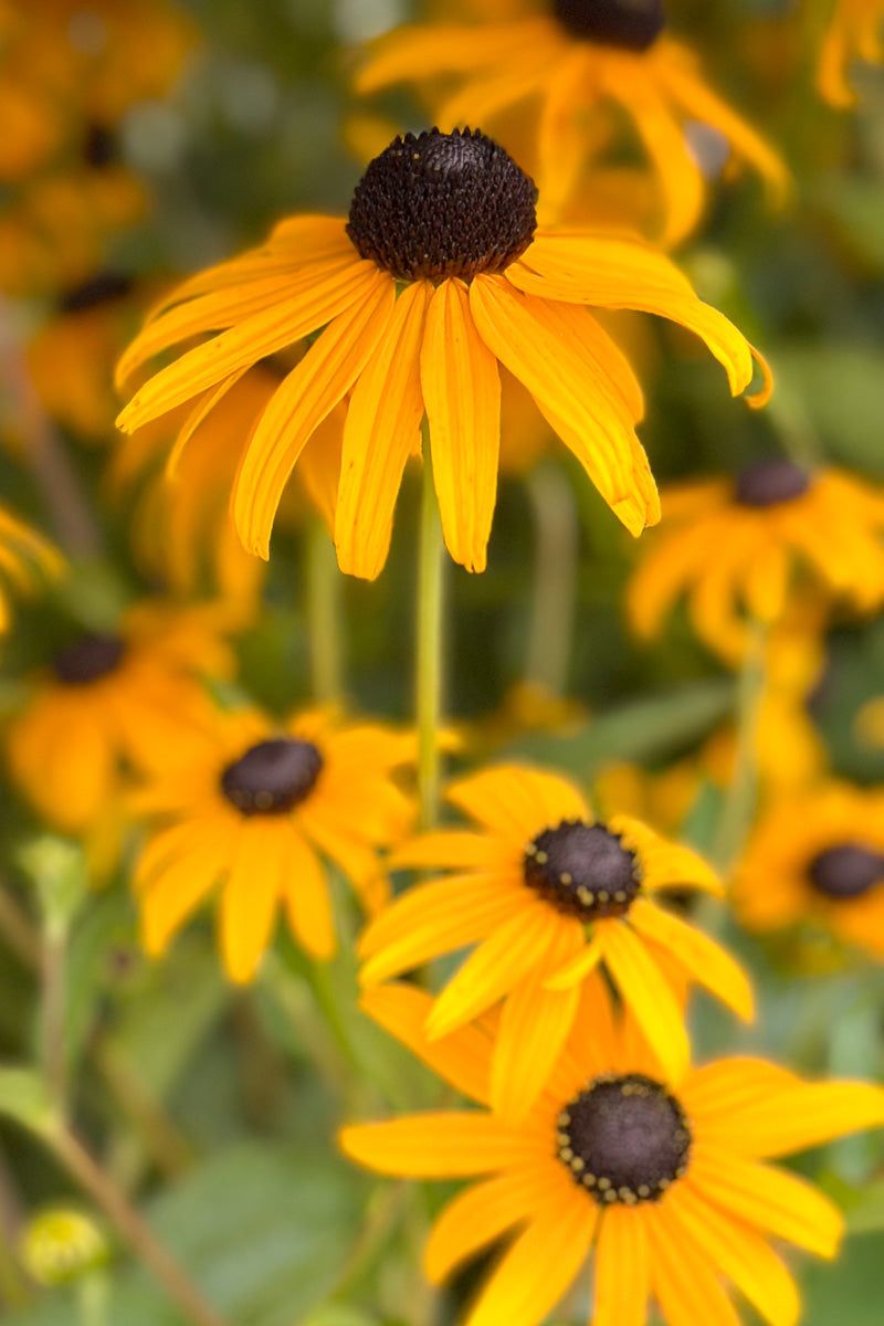 Black-Eyed Susan (Rudbeckia hirta)