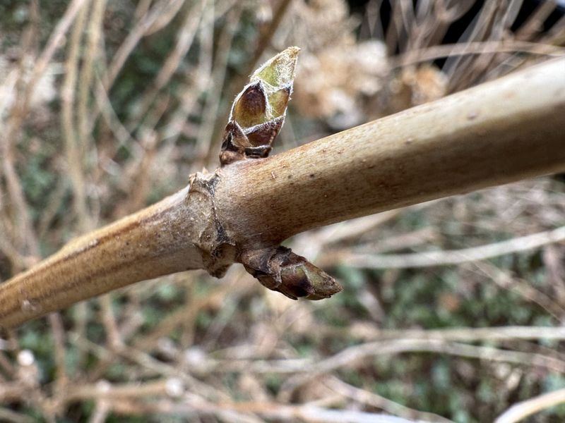 Protect the buds that remain